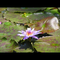 Nymphaea L. hybride Bagdad (fam. Nympheacees) (Lyon) (01)